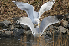 食べ物じゃないに
