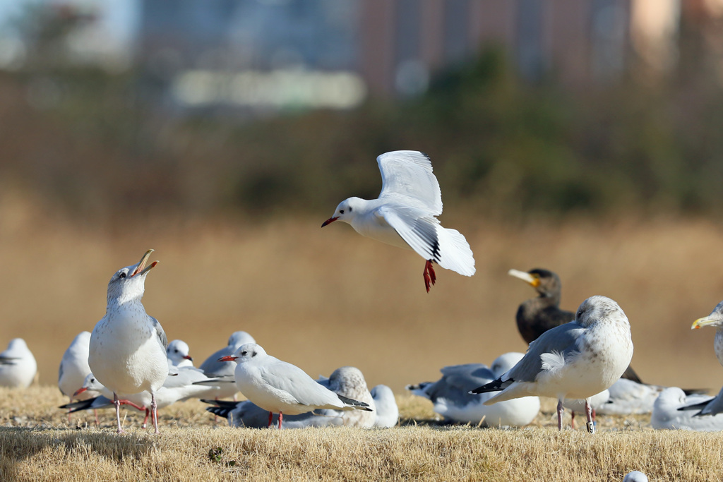 こっちに来るな～