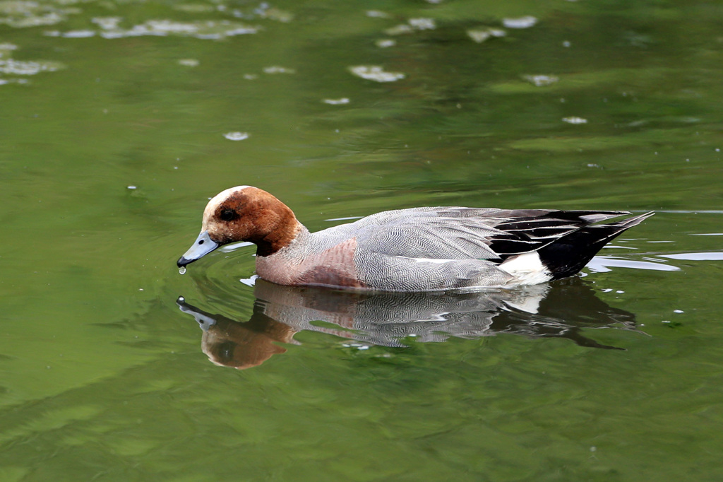 よだれ垂れてるに