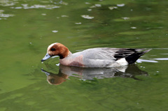 よだれ垂れてるに