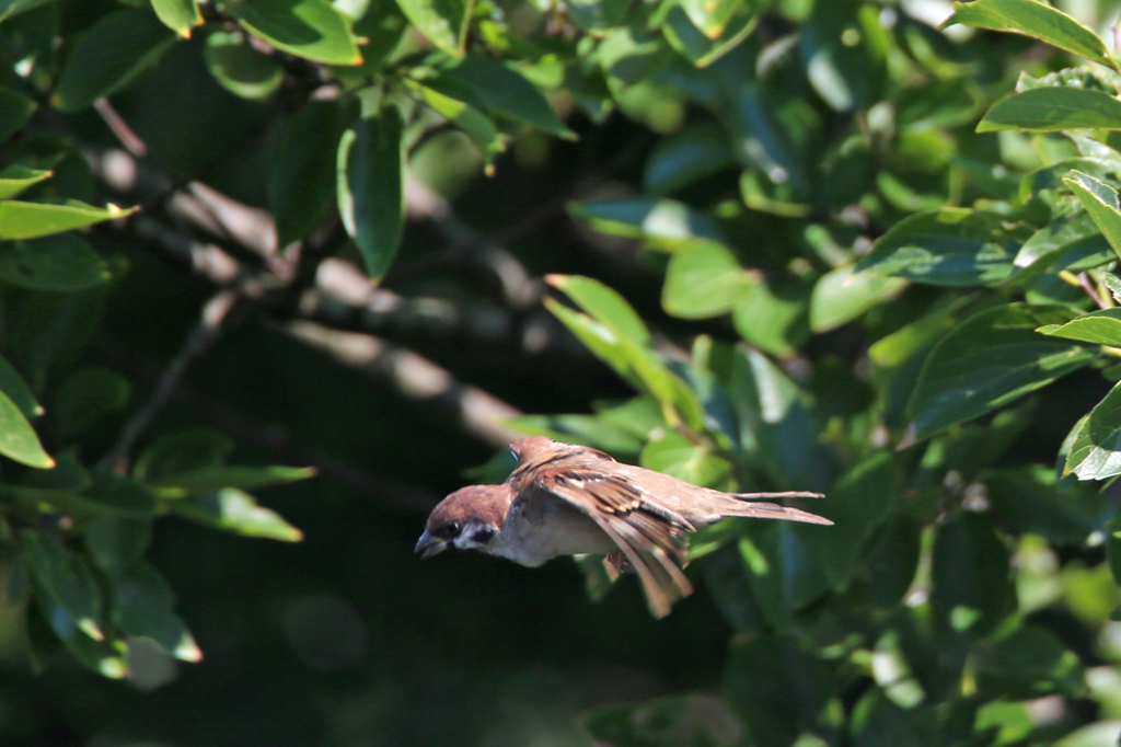 そっちに行くに