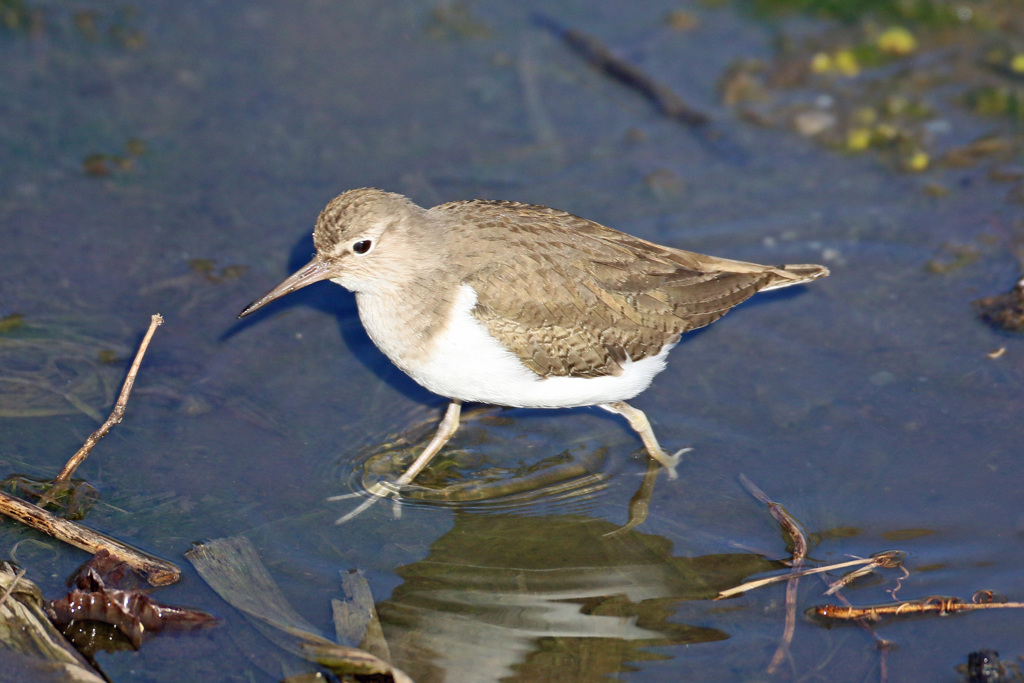 ちょっと映り込み