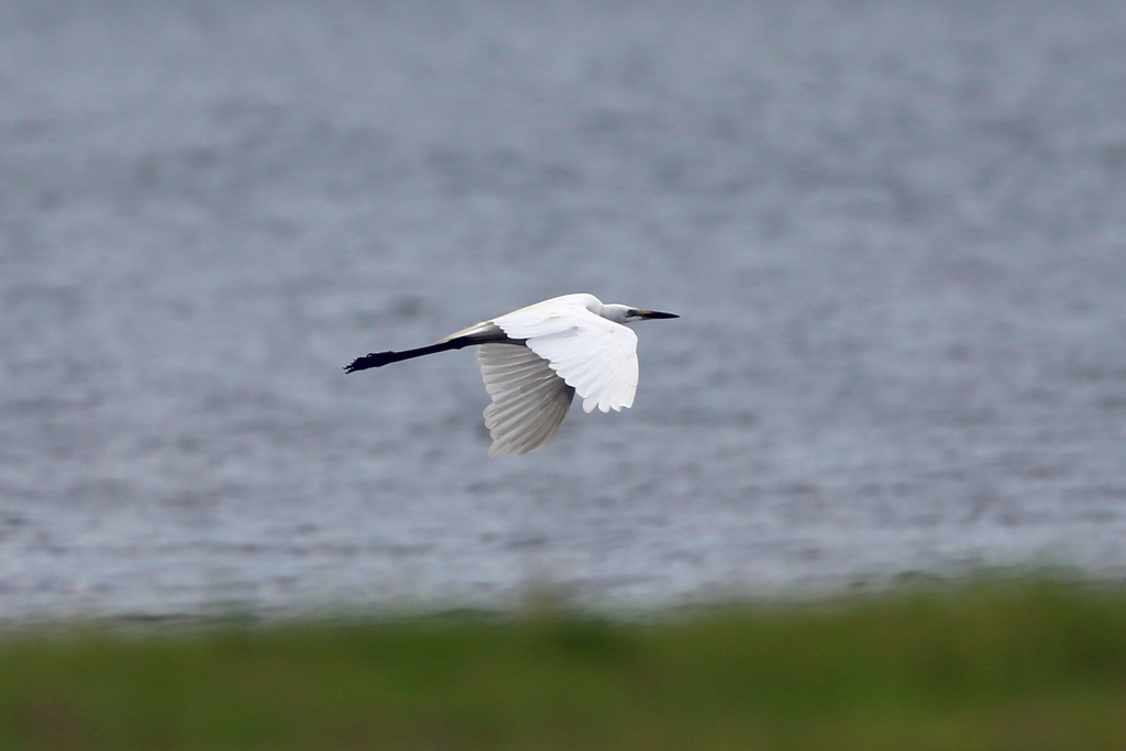 ダイサギ低空飛行