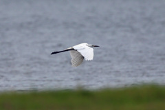 ダイサギ低空飛行