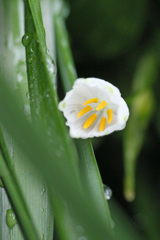 スノーフレークしたから