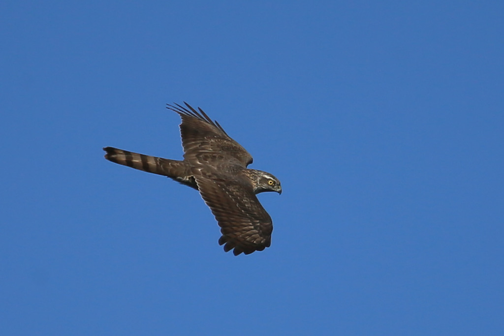 ハイタカの背中