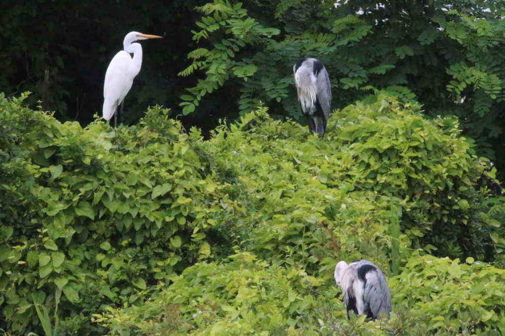 ダイサギさん僕も仲間に入れて