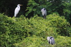 ダイサギさん僕も仲間に入れて