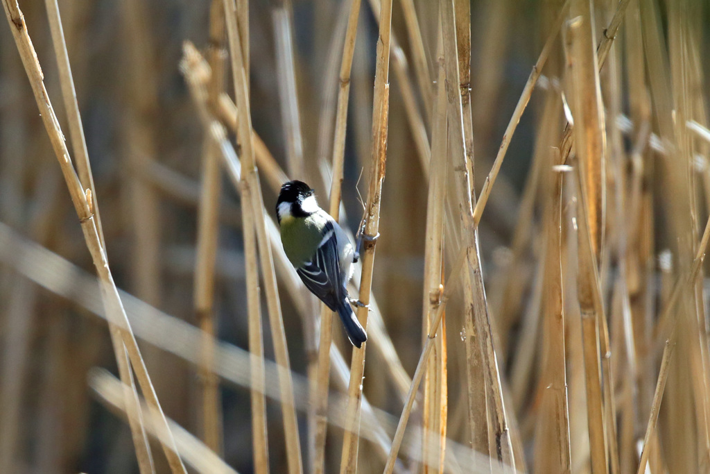 ジジュウカラのポーズ-2