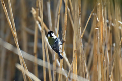 ジジュウカラのポーズ-2