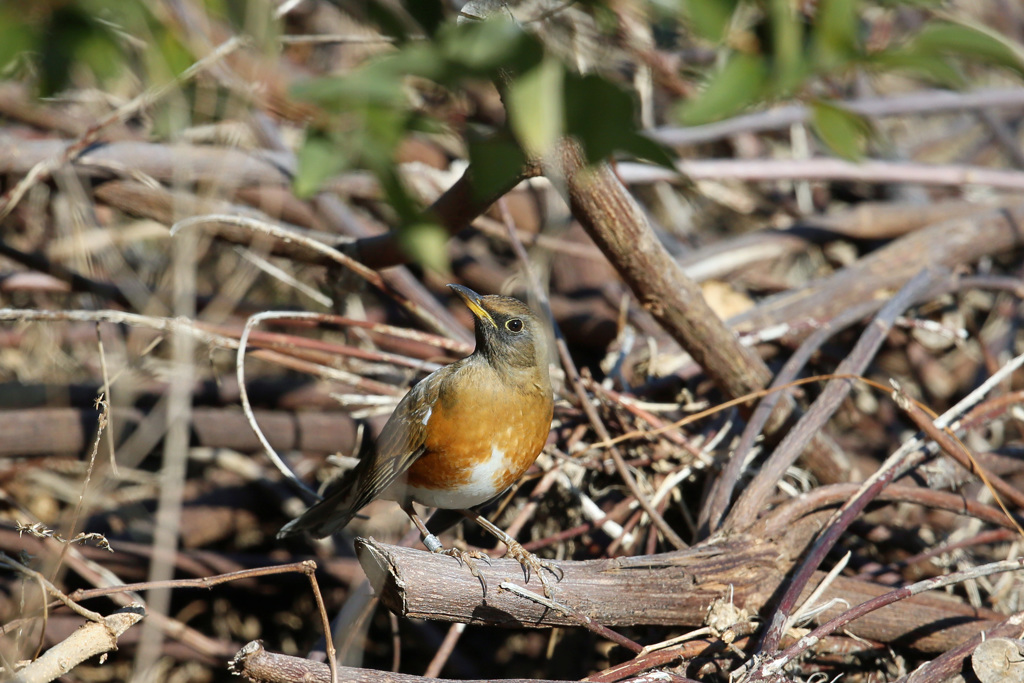 アカハラ定番写真