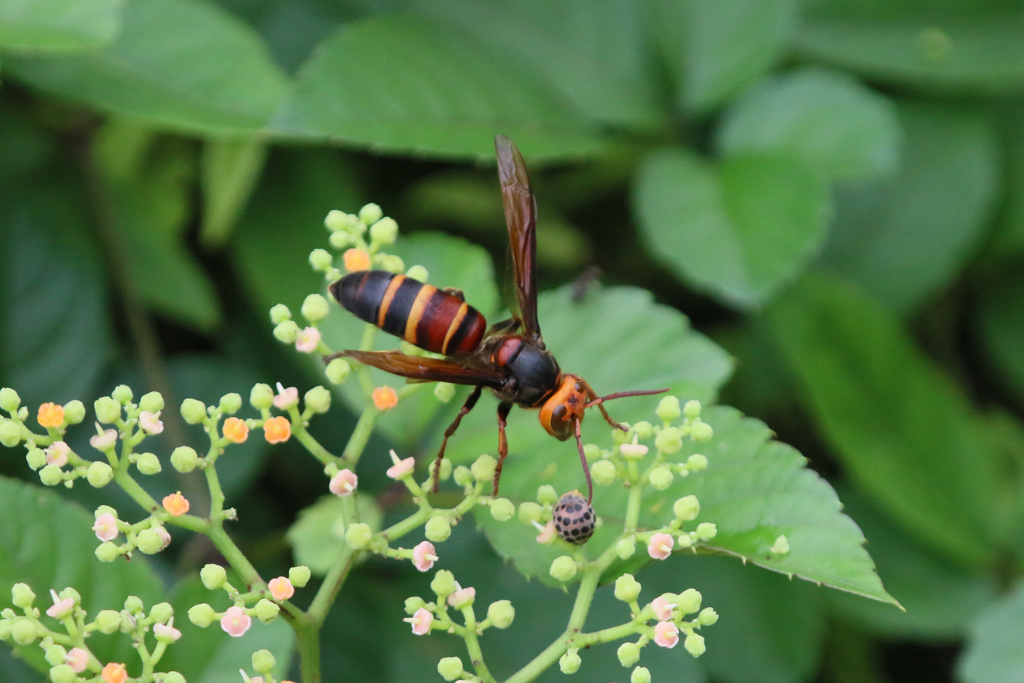 今日のご飯はテントウムシ