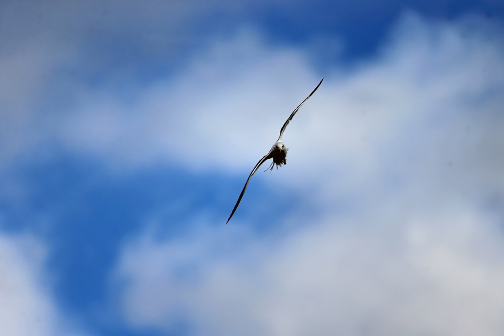 青空とセグロカモメ-6