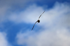 青空とセグロカモメ-6