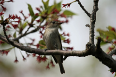 初めてのコサメビタキ-3