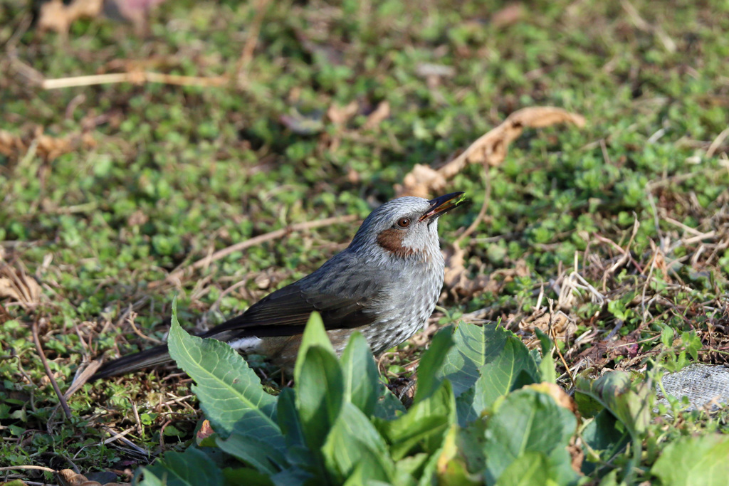 草も食べるの？