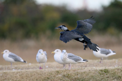 カワウ着地姿勢