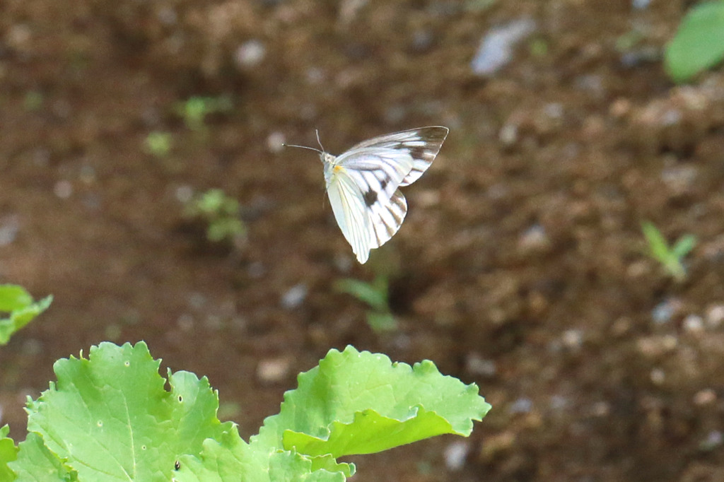 そこに止まるに～