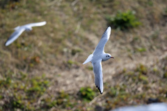 ユリカモメ背中-2