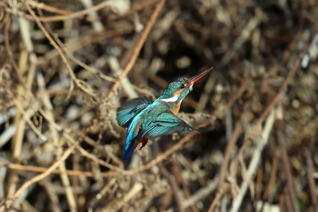カワセミ上昇