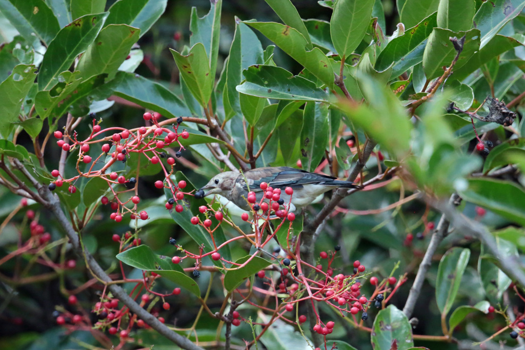 お食事シリーズ-2
