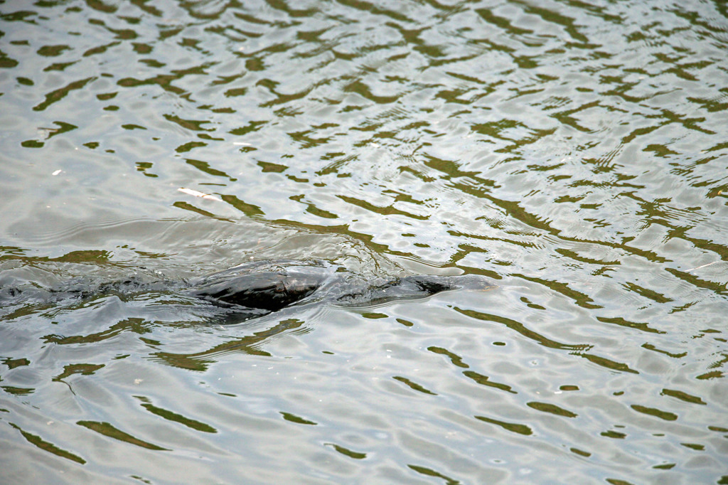 頭隠して尻隠さず
