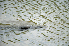 頭隠して尻隠さず