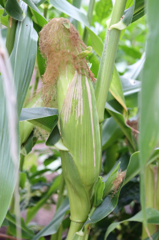 トウモリコシできました