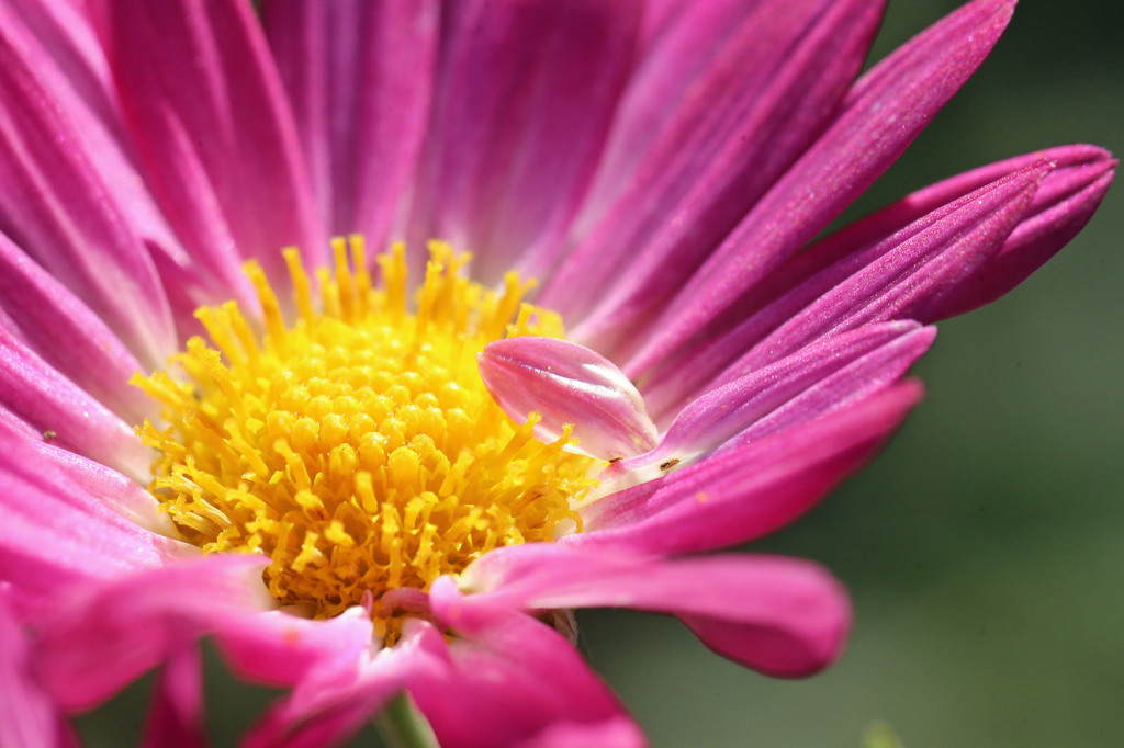 ちっちゃい花弁