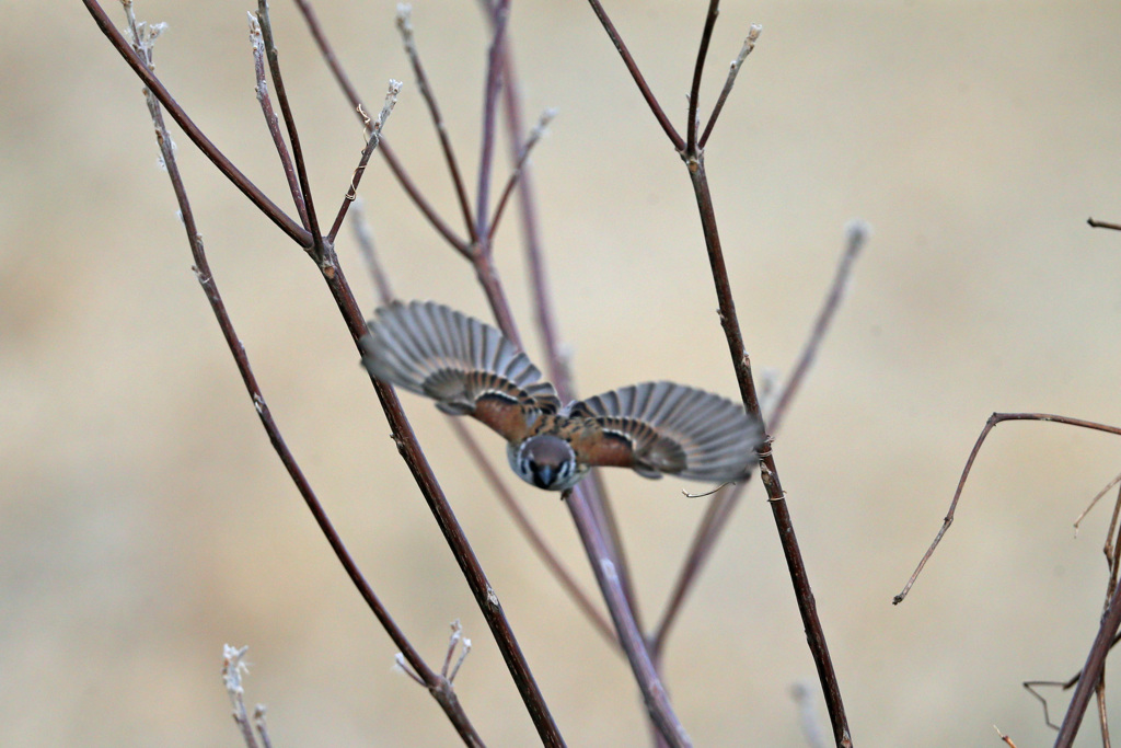 スズメ飛び出し