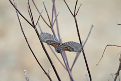 スズメ飛び出し