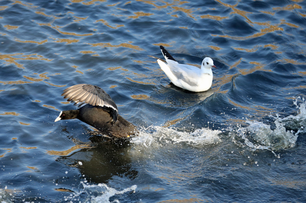 冷やかなユリカモメ