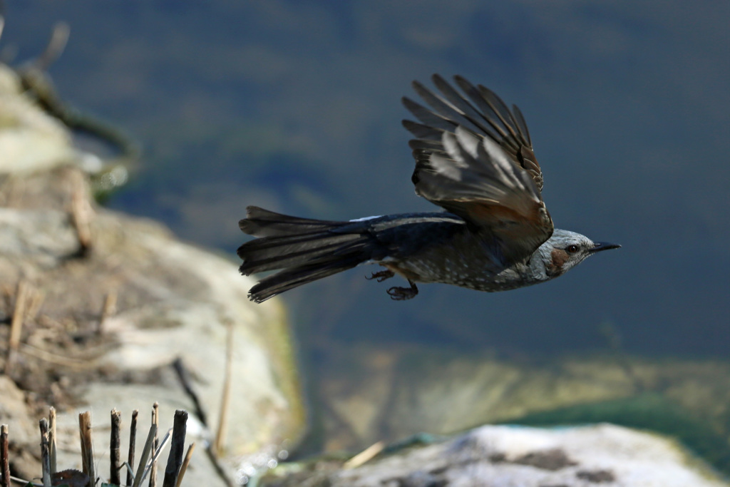 ヒヨドリ飛び出し