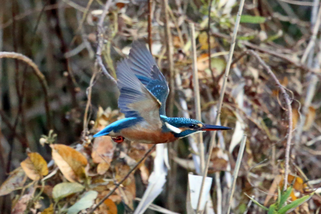 カワセミ飛行中