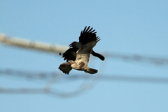 カラスの抑え込み