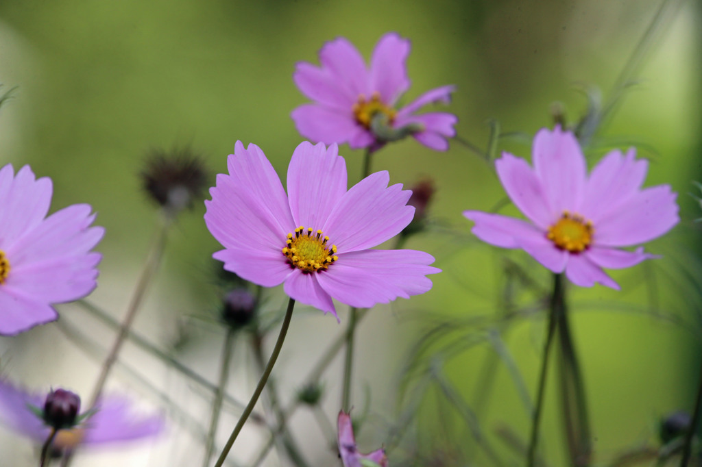 薄紅の秋桜が秋の日に～♪