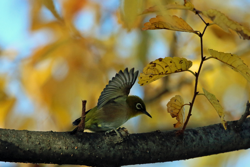 メジロがセーフ