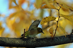 メジロがセーフ