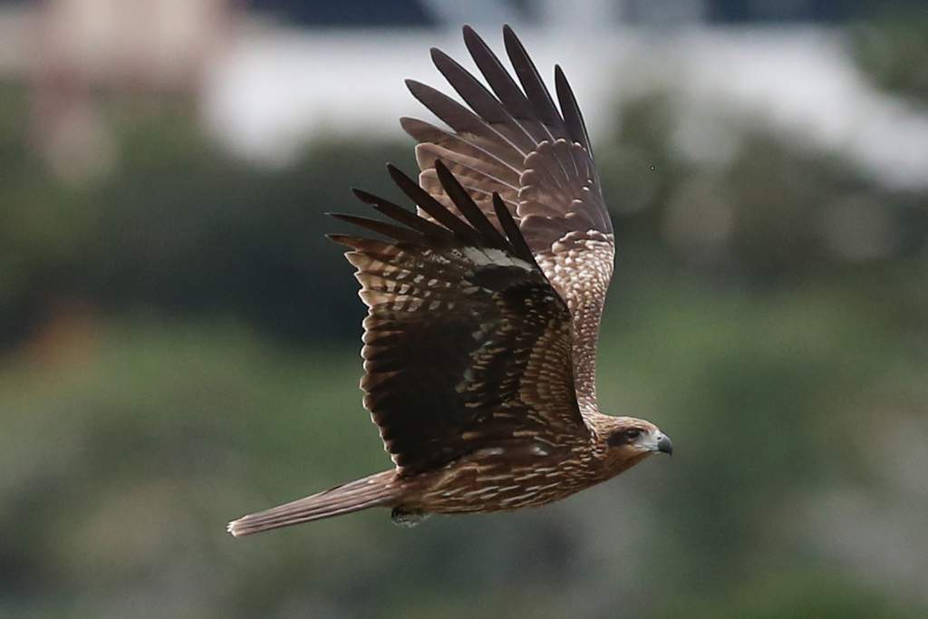 トビの飛びかた-1