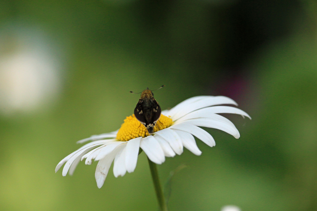 セセリン後ろから
