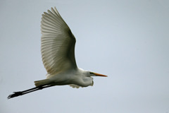 ダイサギアップで