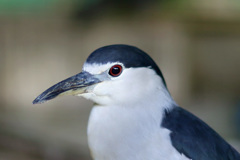 ポートレート-10