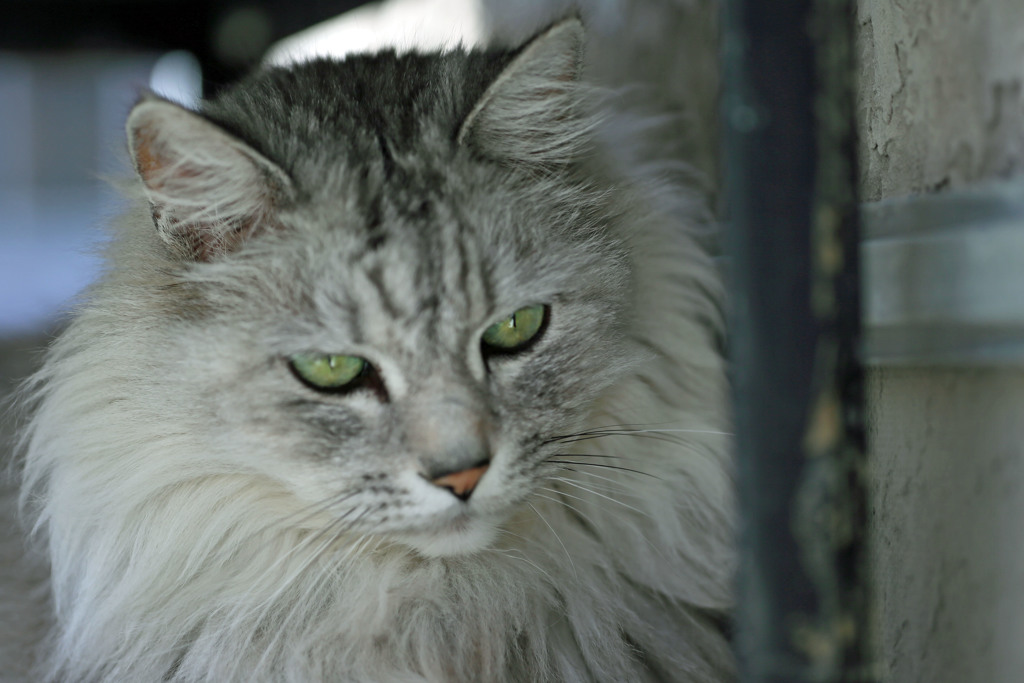 マクロレンズでポートレート