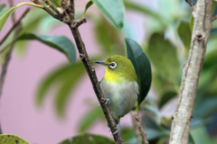 隣の植木にメジロ君