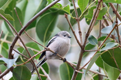 エナガ定番写真