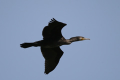 カワウの飛び方-1
