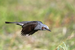 羽が開いて欲しかった