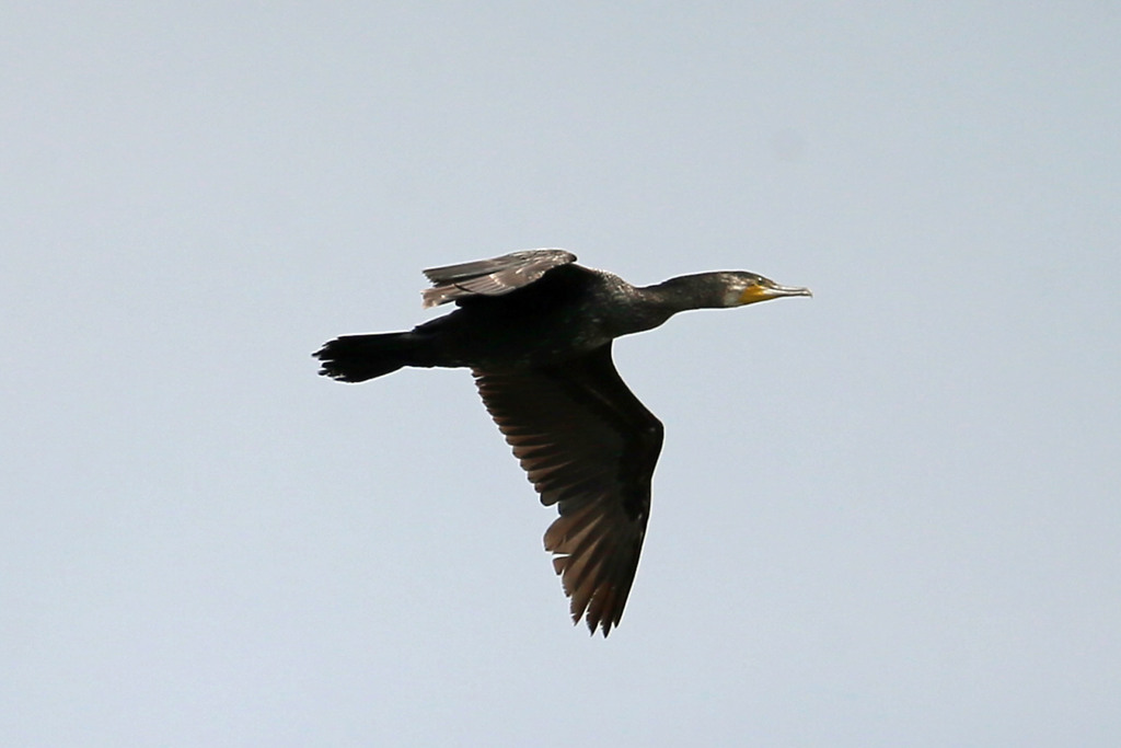 曇り空にカワウ