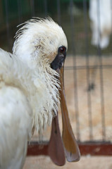 しゃもじ二枚？