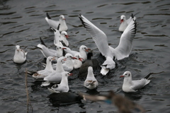 いつもの争奪戦